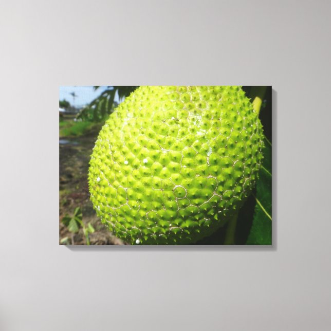Ulu or Breadfruit Canvas Print (Front)