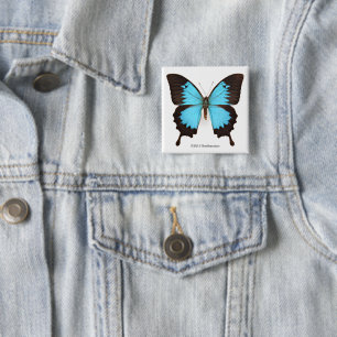 Ulysses Butterfly 2 Inch Square Button
