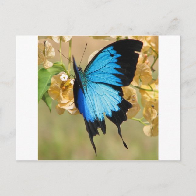 Ulysses Butterfly Postcard (Front)