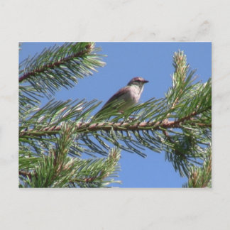 Umatilla National Forest  Fauna Birds Aves Animals Postcard
