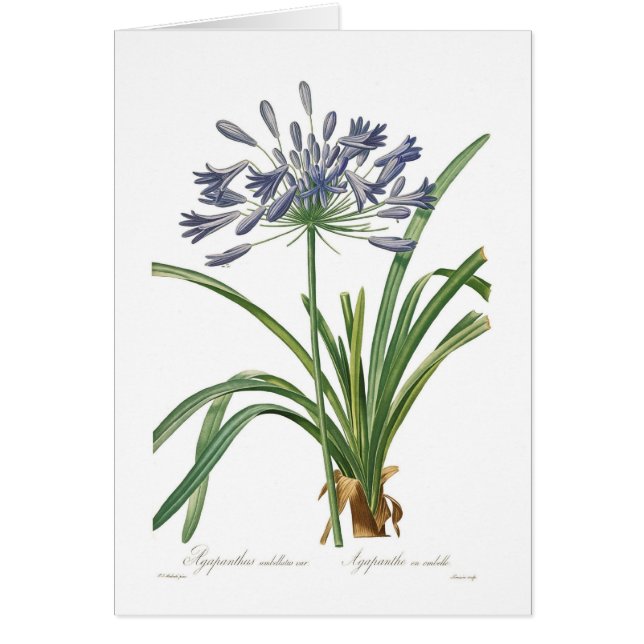 Umbellatus d'Agapanthus (Devant)