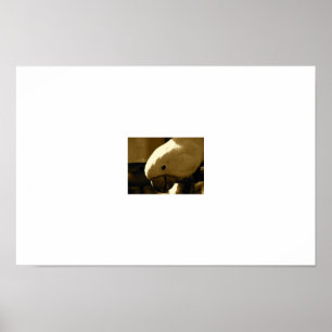 Umbrella Coakatoo Poster