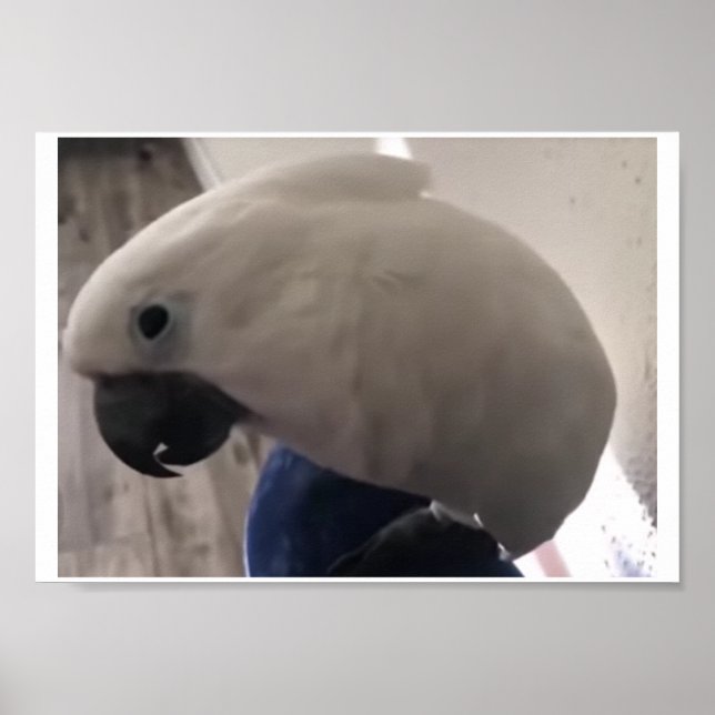 umbrella cockatoo's amazing personality poster (Front)