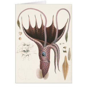 Umbrella Squid, Vintage Marine Life Animals
