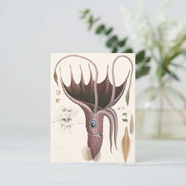 Umbrella Squid, Vintage Marine Life Animals Invitation (Standing Front)