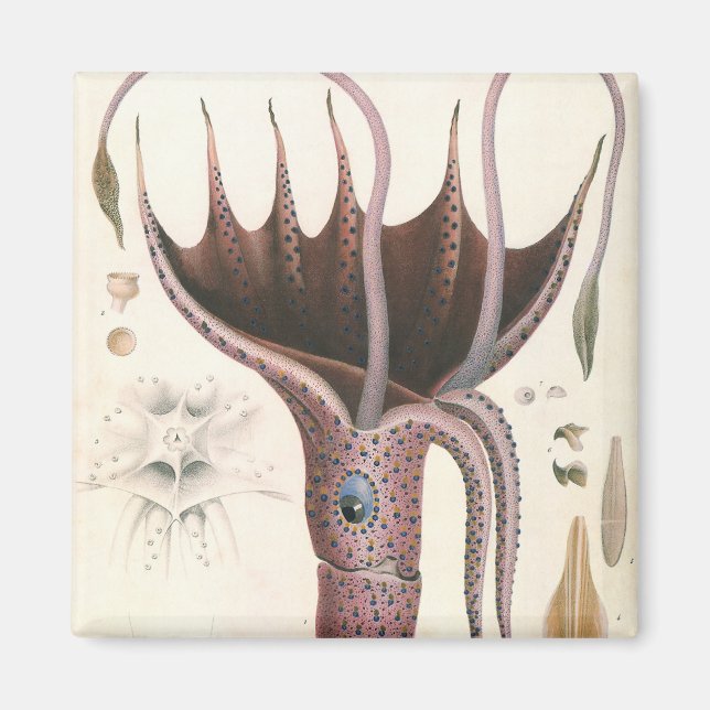 Umbrella Squid, Vintage Marine Life Animals Magnet (Front)