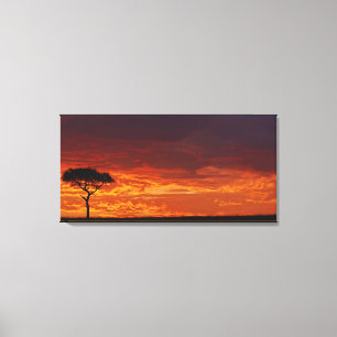 Umbrella Thorn Acacia, Acacia tortilis, 2 Canvas Print