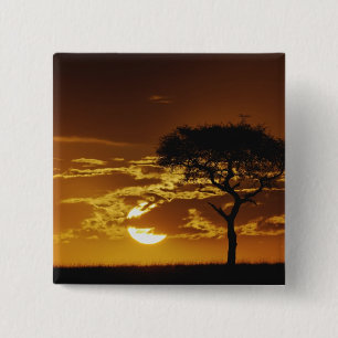 Umbrella Thorn Acacia, Acacia tortilis, 2 Inch Square Button