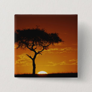 Umbrella Thorn Acacia, Acacia tortilis, 2 Inch Square Button