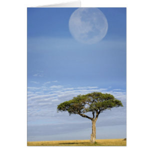 Umbrella Thorn Acacia, Acacia tortilis, and