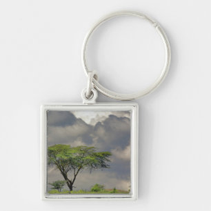 Umbrella Thorn Acacia, Acacia tortilis, and 2 Keychain