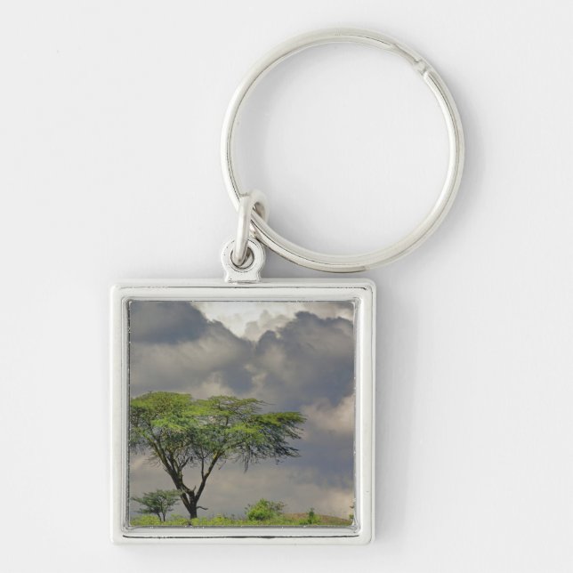 Umbrella Thorn Acacia, Acacia tortilis, and 2 Keychain (Front)