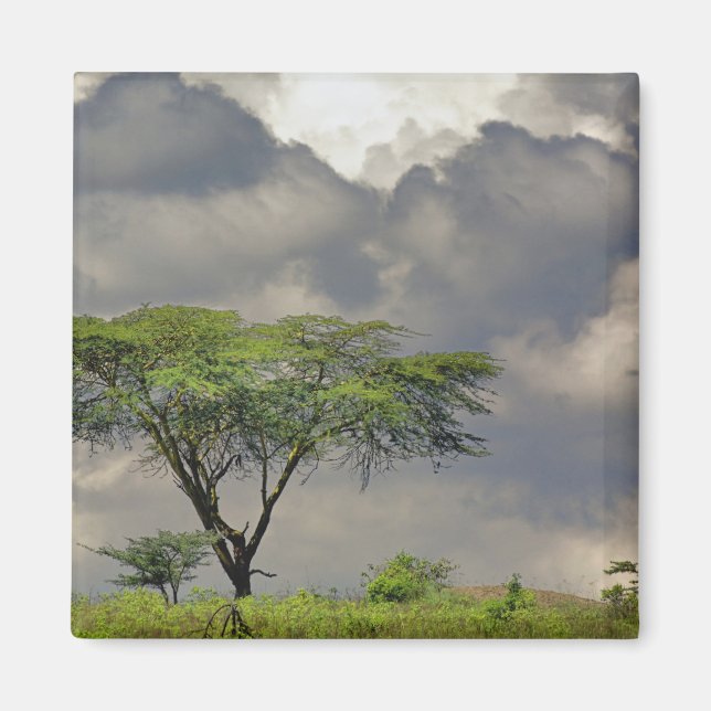 Umbrella Thorn Acacia, Acacia tortilis, and 2 Magnet (Front)