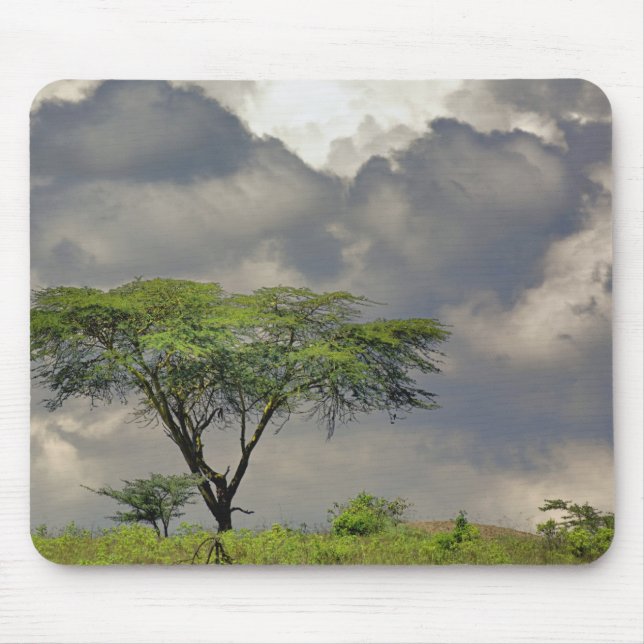 Umbrella Thorn Acacia, Acacia tortilis, and 2 Mouse Pad (Front)