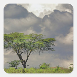 Umbrella Thorn Acacia, Acacia tortilis, and 2 Square Sticker