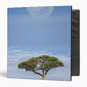 Umbrella Thorn Acacia, Acacia tortilis, and Binder