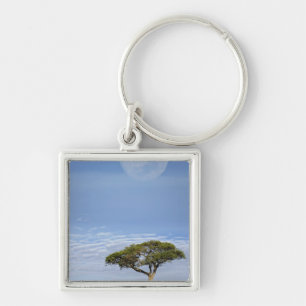 Umbrella Thorn Acacia, Acacia tortilis, and Keychain