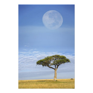 Umbrella Thorn Acacia, Acacia tortilis, and Photo Print