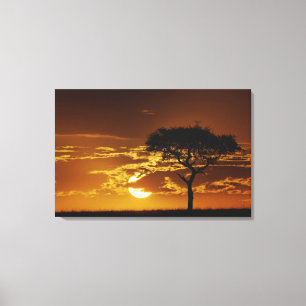 Umbrella Thorn Acacia, Acacia tortilis, Canvas Print