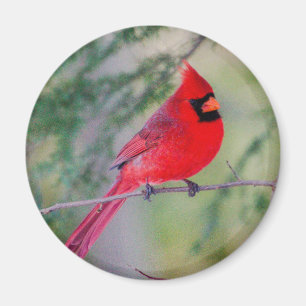 Un aimant cardinal nordique lumineux