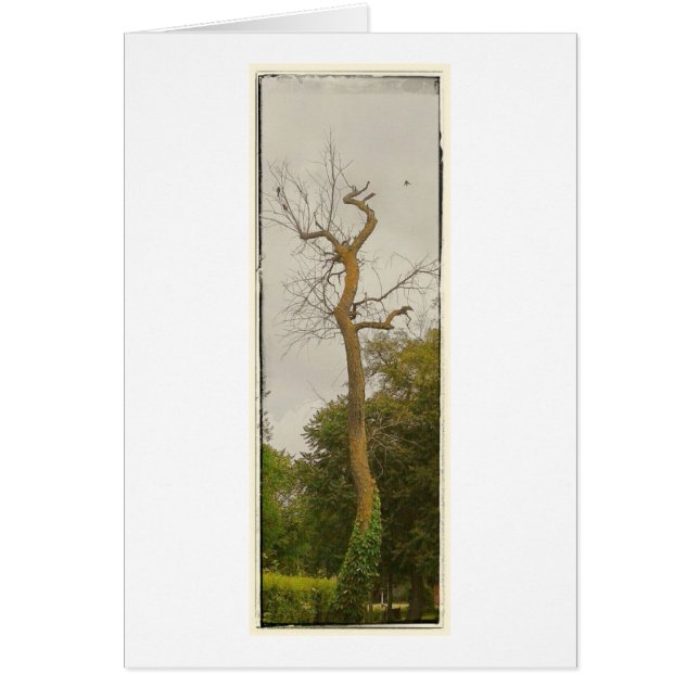 Un arbre mort (Devant)