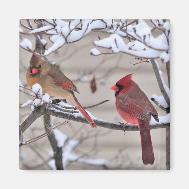 Un bel aimant montre des cardinaux rouges dans la  (Devant)