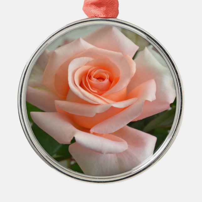 Un bel ornement rose rose Premium (Devant)