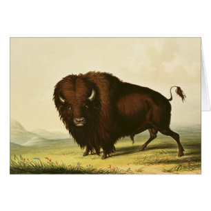 Un bison, c.1832