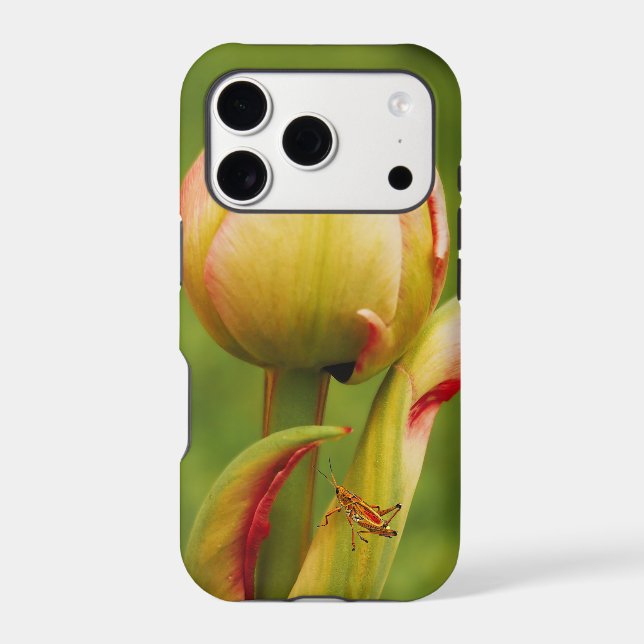 Un bourgeon de tulipe (Verso)