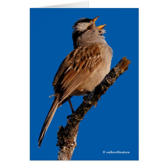 Un Bruant à tête blanche chante au soleil (Devant)