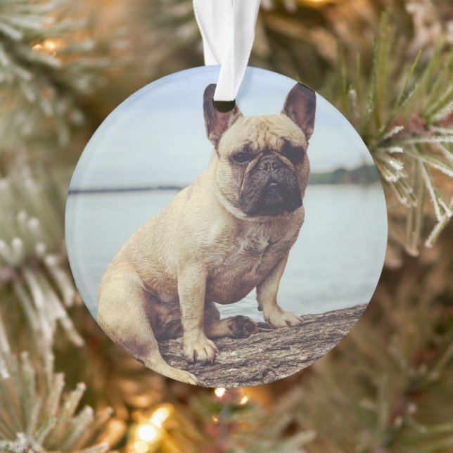 Un Bulldog français (Arbre)