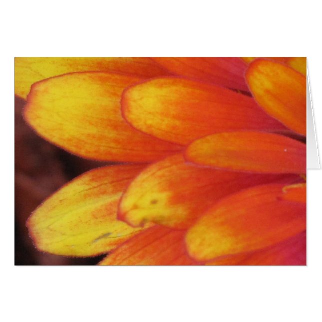 Un cadeau des fleurs (Devant horizontal)