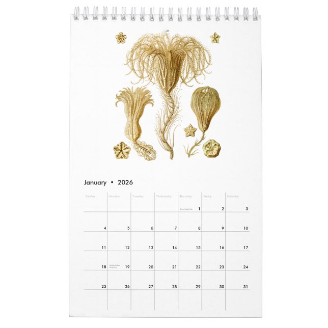 Un calendrier de quelques dessins d'Ernst Haeckel (Jan 2026)