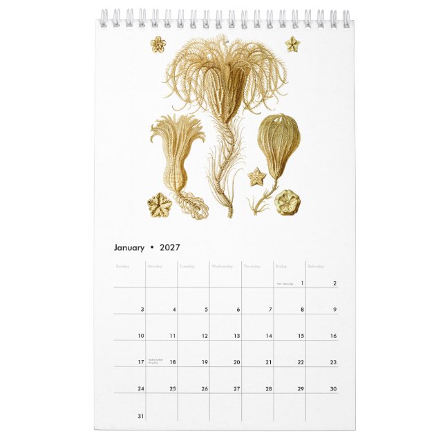 Un calendrier des dessins d'Ernst Haeckel (Jan 2027)