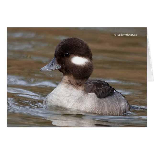 Un Canard À Tête De Buffle Nage Par (Devant horizontal)