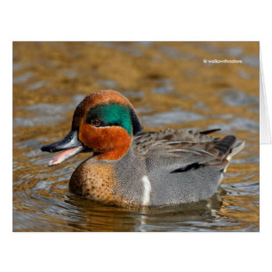 Un canard sarcelle à ailes vertes bavard à l'étang