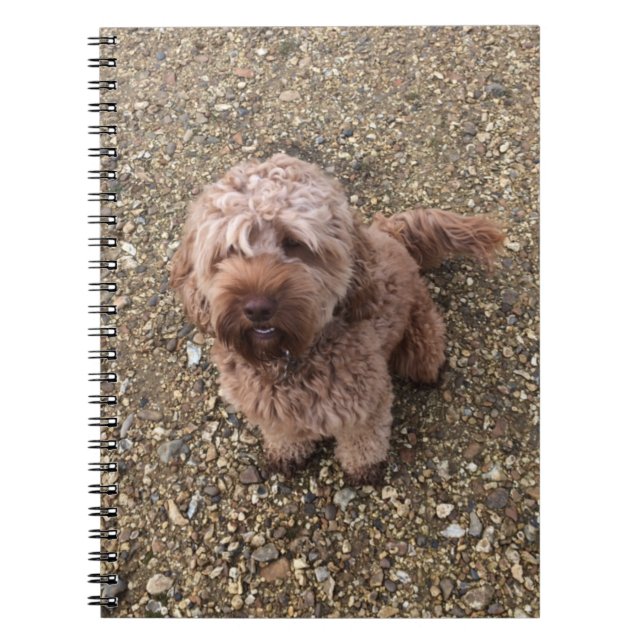 Un Carnet Super Sweet Cavapoo (Devant)