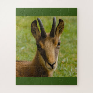 un chamois des Alpes sur puzzle