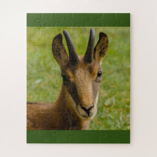 un chamois des Alpes sur puzzle