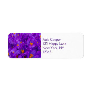 Un champ de crocus violets