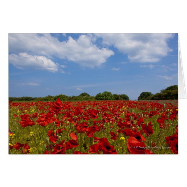 Un Champ De Fleurs Rouges (Devant horizontal)