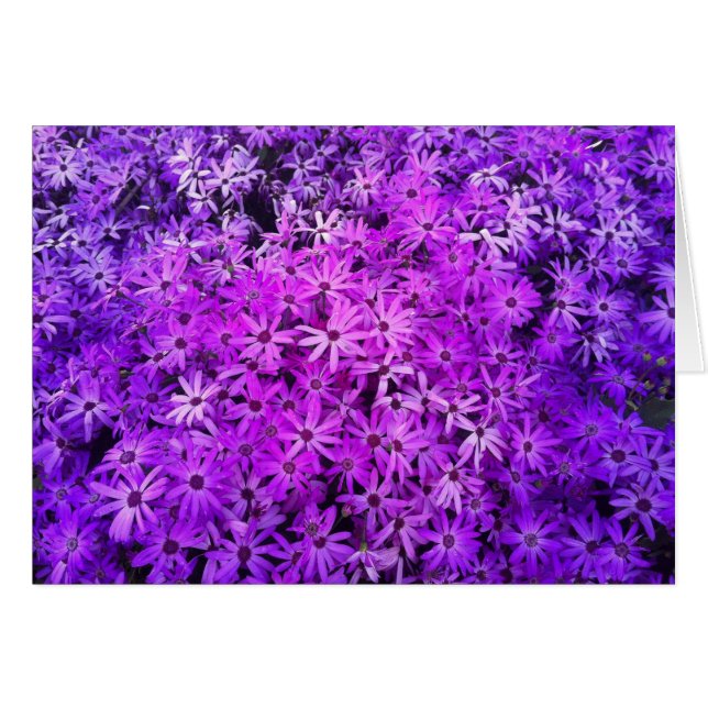 Un champ de marguerites violettes et roses (Devant horizontal)