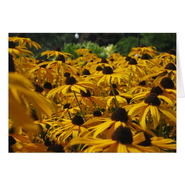 Un champ de Susies (Devant Horizontal)