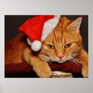 Un chat grincheux dans une affiche de chapeau de P