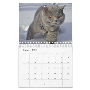 Un chat pour chaque calendrier de saison