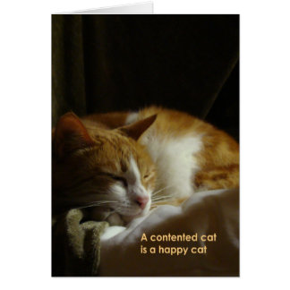 Un chat satisfait...