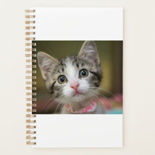 Un chaton mignon aux yeux verts