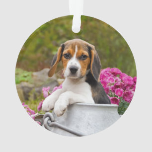 Un chien Beagle de Tricolor mignon coquelicot dans