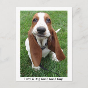 Un chien est parti pour la bonne journée ! Carte p