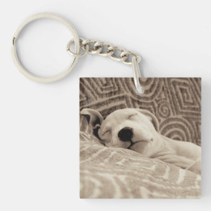 Un chien fatigué